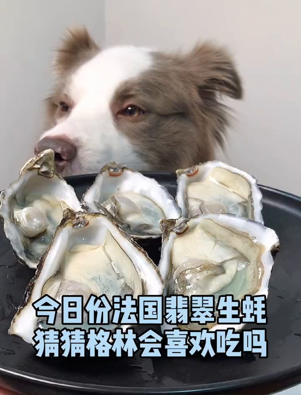 大家说说,翡翠色的生蚝和前几天那蓝色鲍鱼,哪个更吸引人?