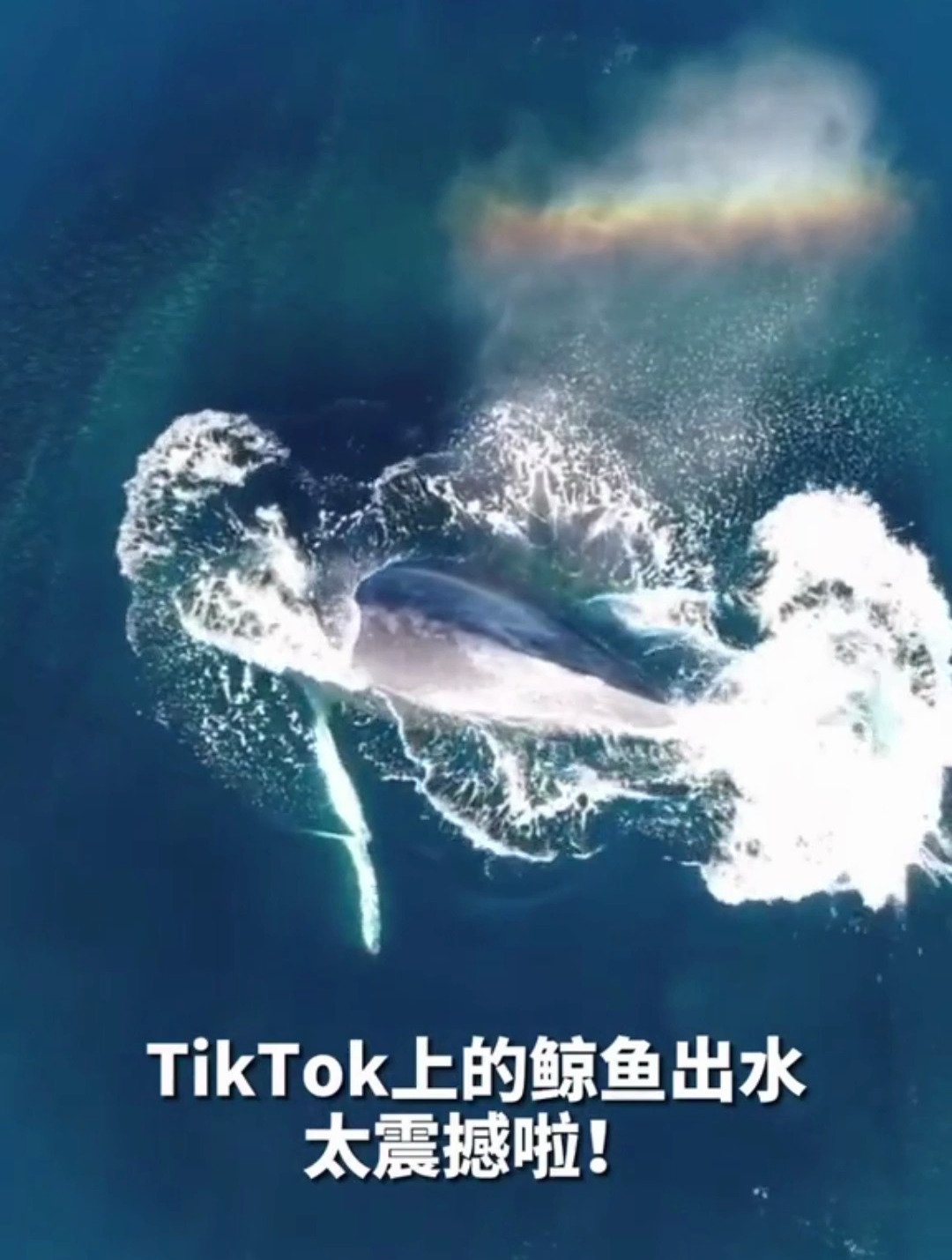 盘点各种鲸鱼名场面,一女子潜水偶遇座头鲸 不料被猛撞