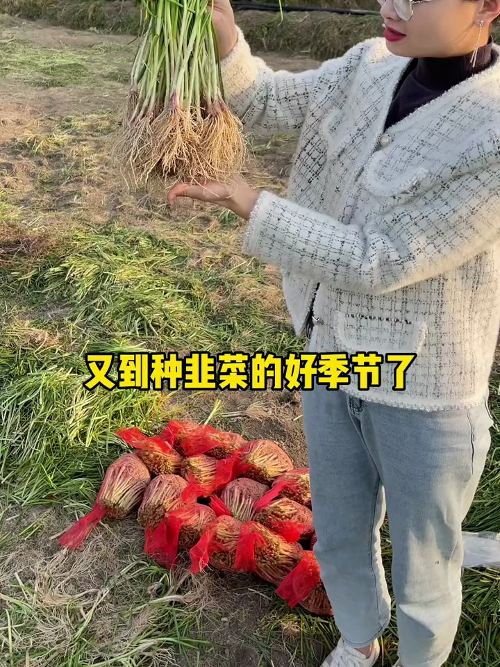 又到了种韭菜的季节,种子和根苗,选错收获时间差异大