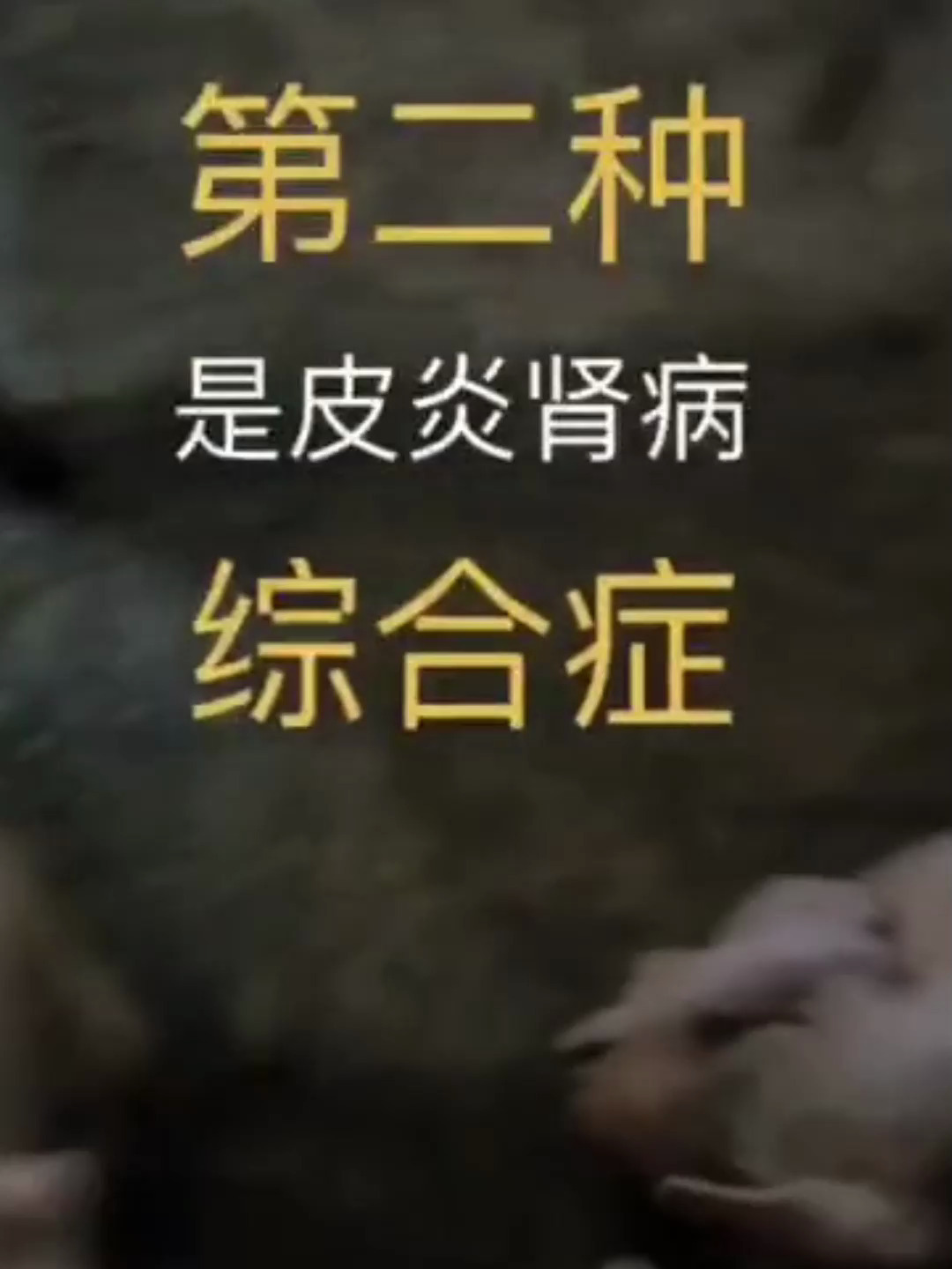 猪圆环病毒的治疗思路和治疗方法!