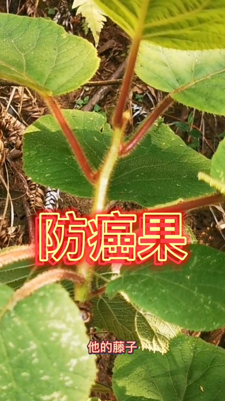 贵州深山里的野生“防癌果”,你可能吃过果实,但是不知道叶子长什么样!