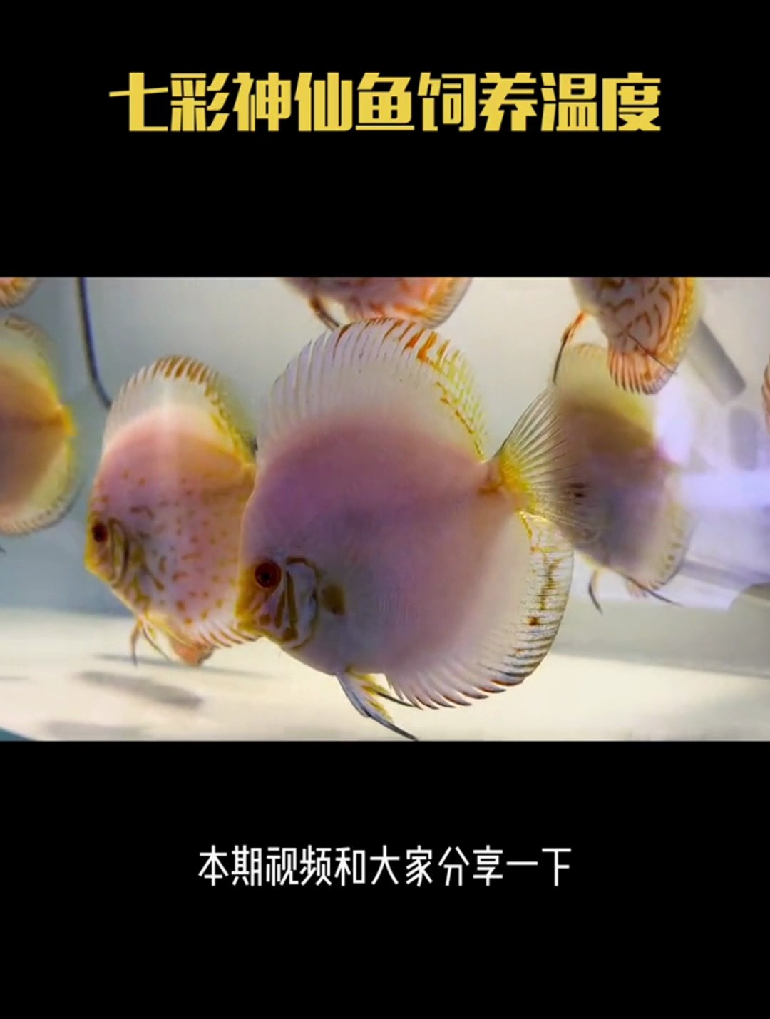 七彩神仙鱼饲养温度