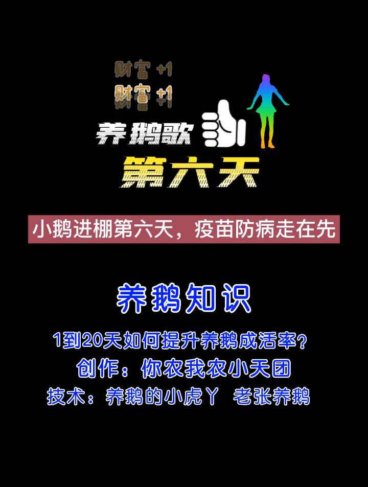 科学养鹅 第6天 养殖技术 之 养鹅歌