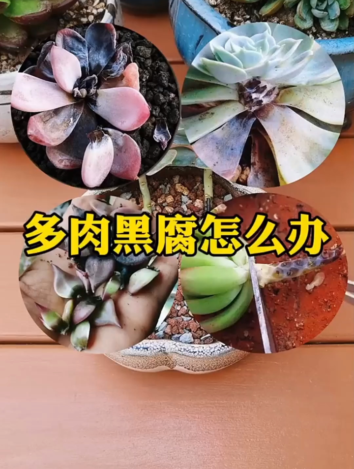 多肉黑腐怎么办呢?分享养护肉肉小经验,喜欢的来评论区点赞哦~