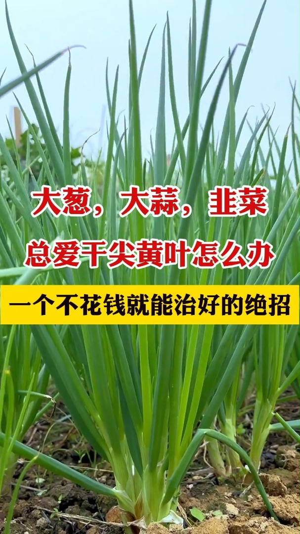 大葱,大蒜,韭菜,总爱干尖黄叶怎么办?教你一个省钱小妙招