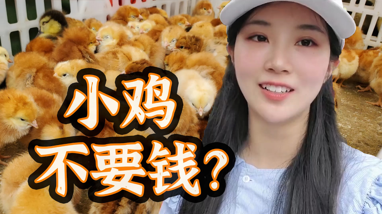 农村赶集好热闹,小黄鸭7元一只,小鸡却不要钱!这是为什么?