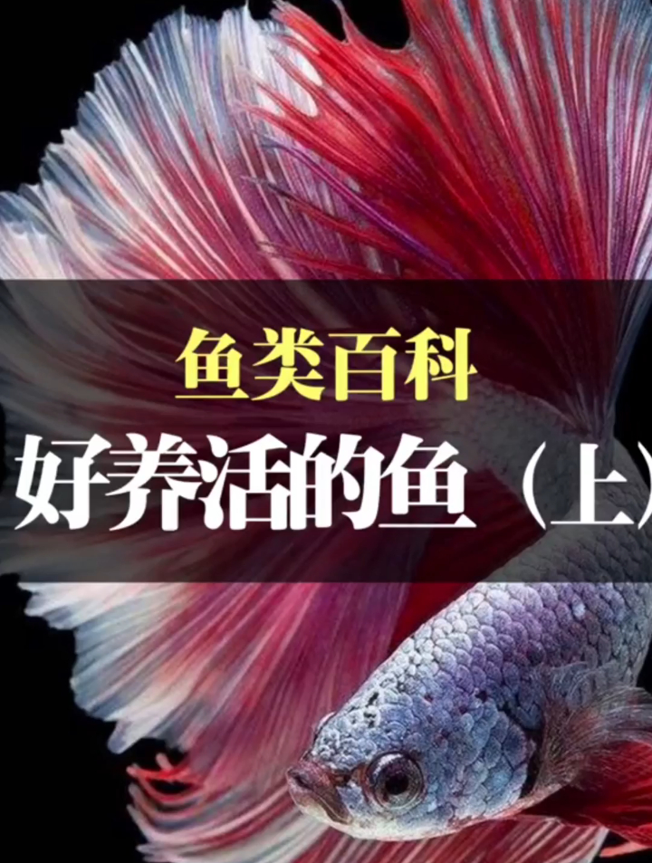 好养活的观赏鱼有哪些?给大家介绍一下好养活又漂亮的观赏鱼……
