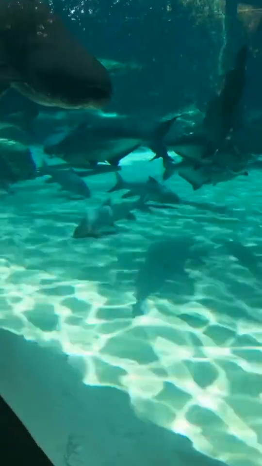 每天一点冷知识最大的淡水鱼,知道是什么鱼吗