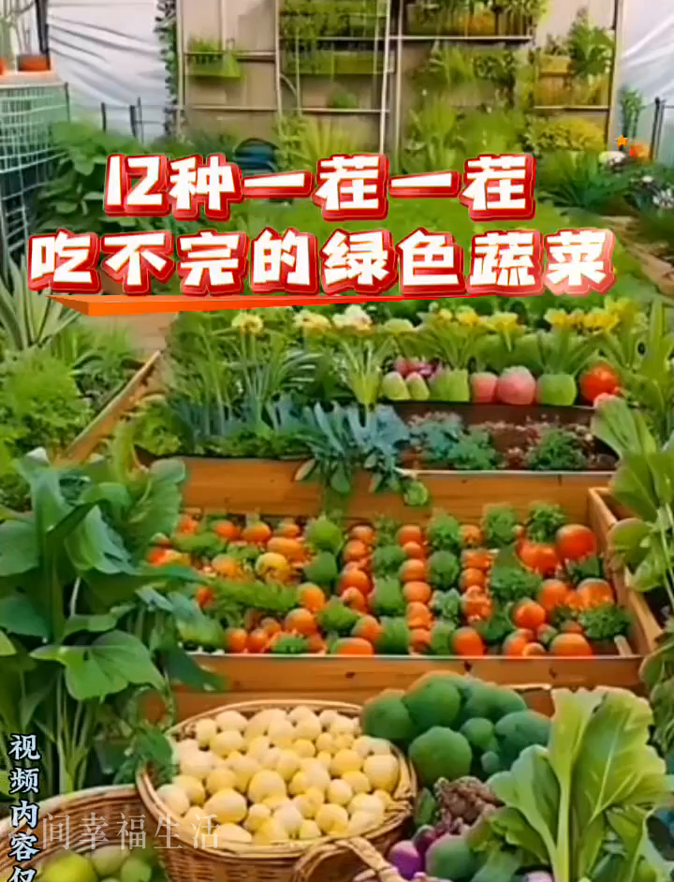 总有吃不完的12种绿色蔬菜,一茬接一茬