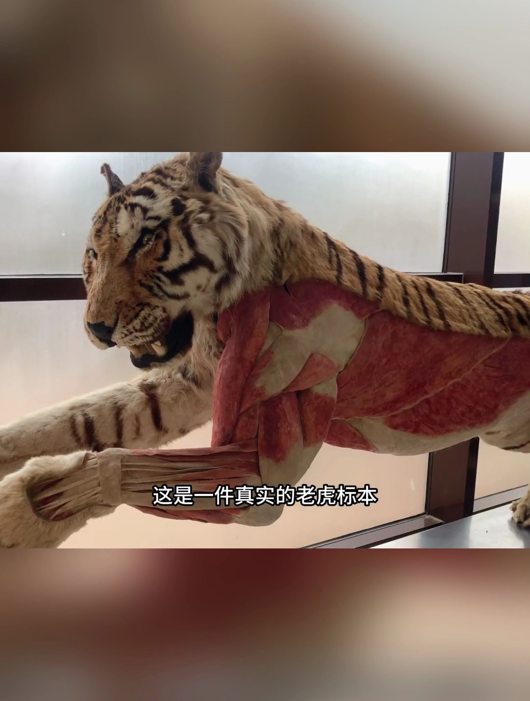 老虎标本:动物界的“肌肉男”