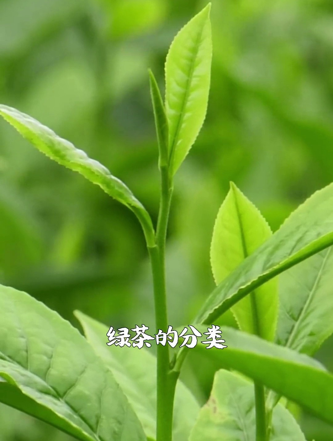 茶道百问 绿茶的分类 知茶懂茶