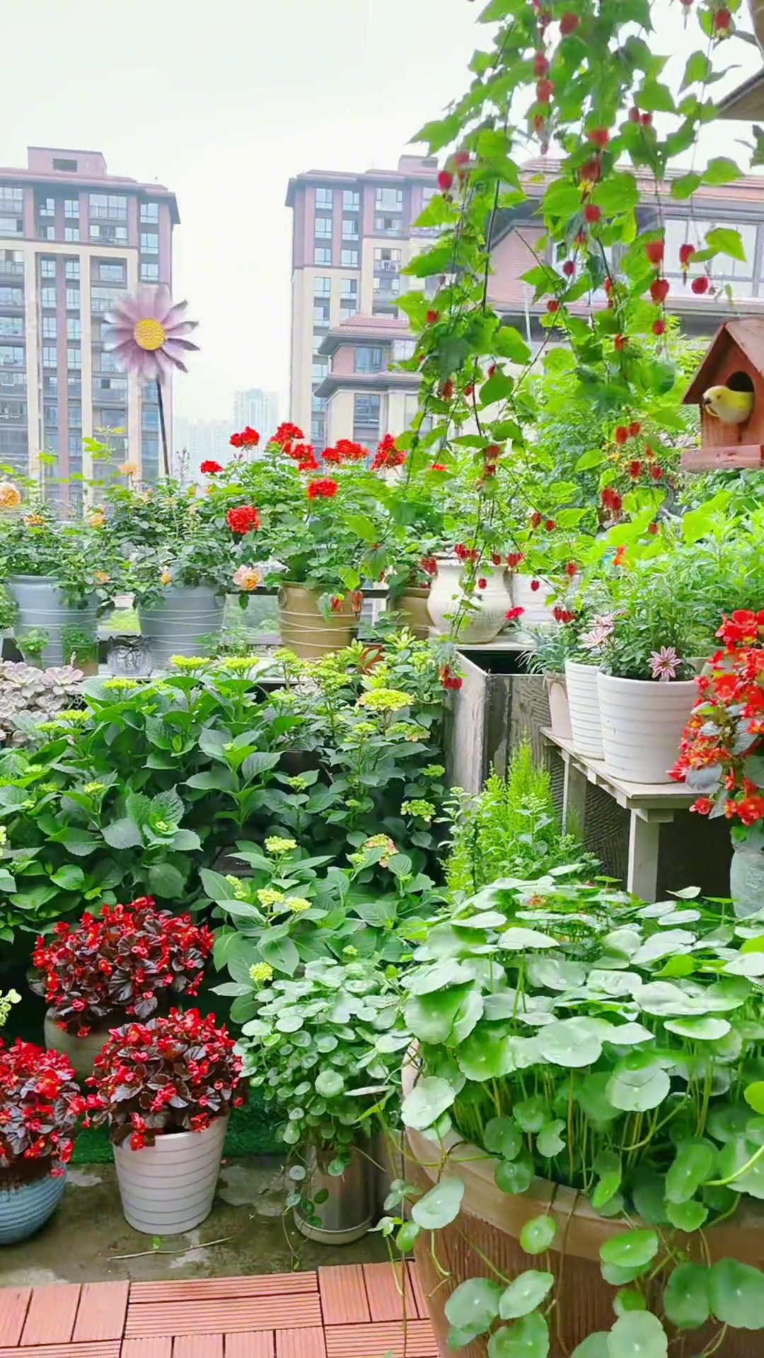 喜欢你就点个关注吧蝶恋花、花恋蝶