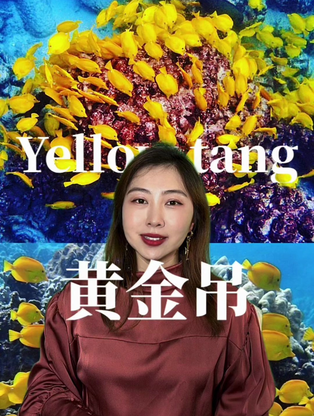 全网最全黄金吊介绍,黄金吊都是人工的吗?野生都是夏威夷的吗?