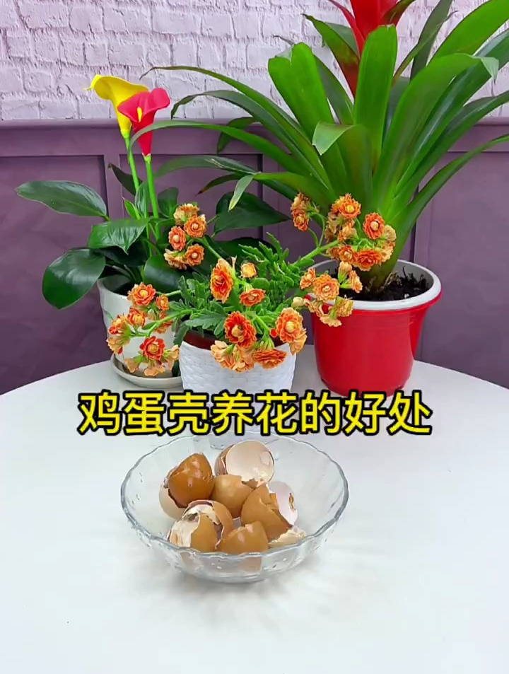 鸡蛋壳养花的好处