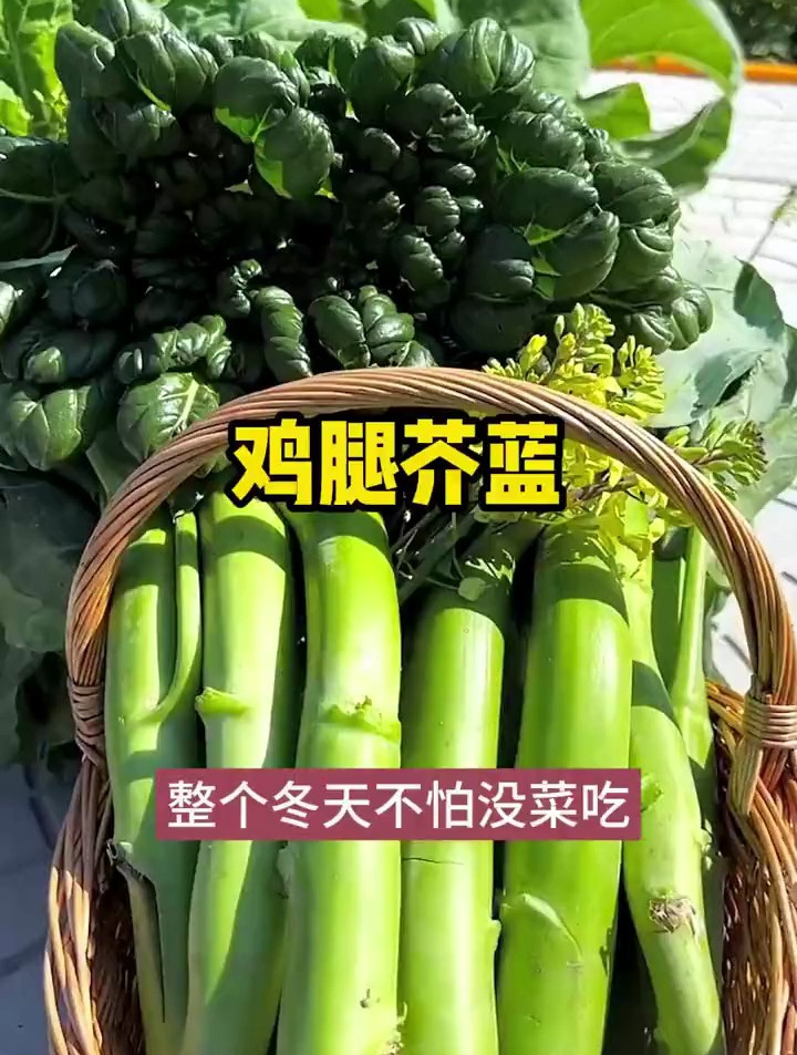 一种耐寒蔬菜,小院随便撒把种子,整个冬天不怕没菜吃