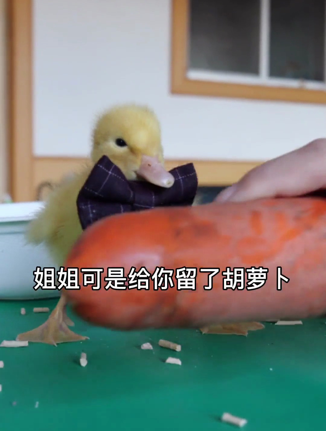 小黄也有吃饱了的时候,不过就算饱了,饭后甜品也不能少呀~