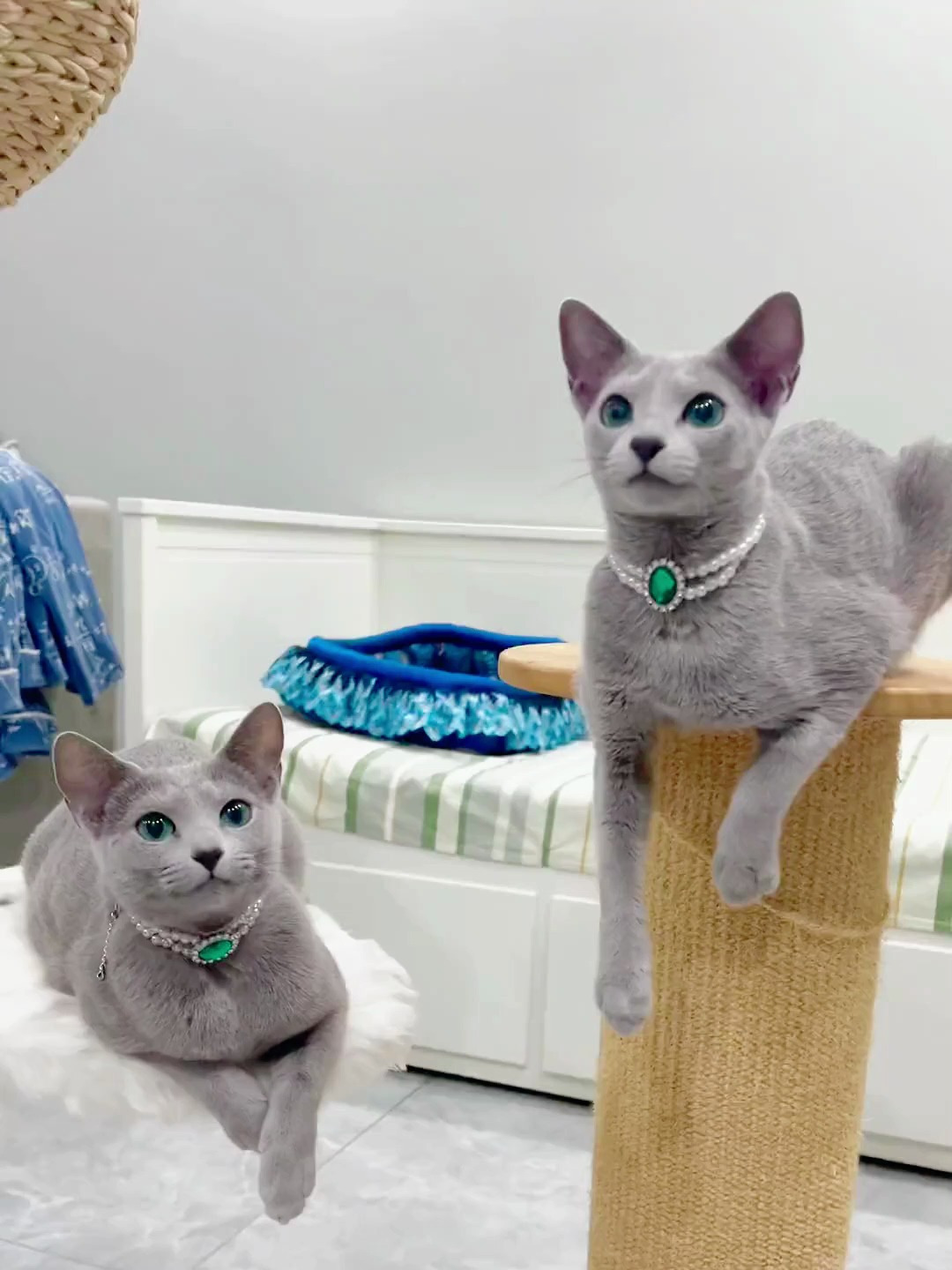 漂亮的俄罗斯小猫咪,看一眼就会心动