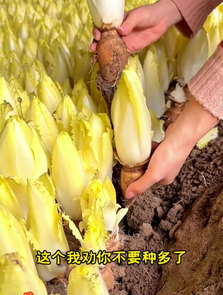 金玉兰菜比肉还好吃,生吃清脆爽口,热炒做汤都好吃