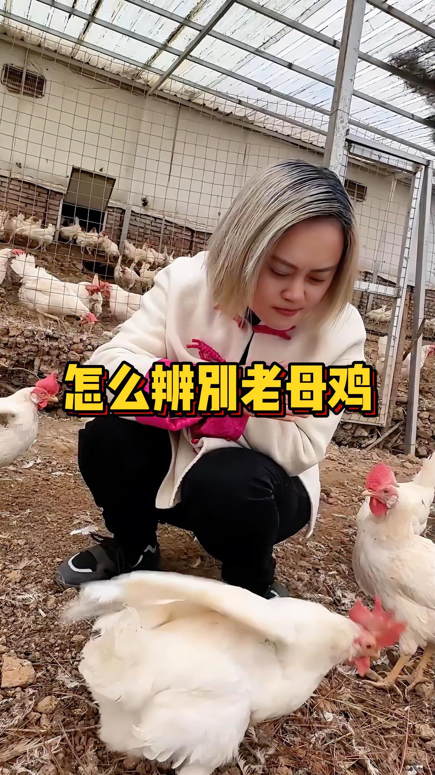 怎么辨别一只老母鸡