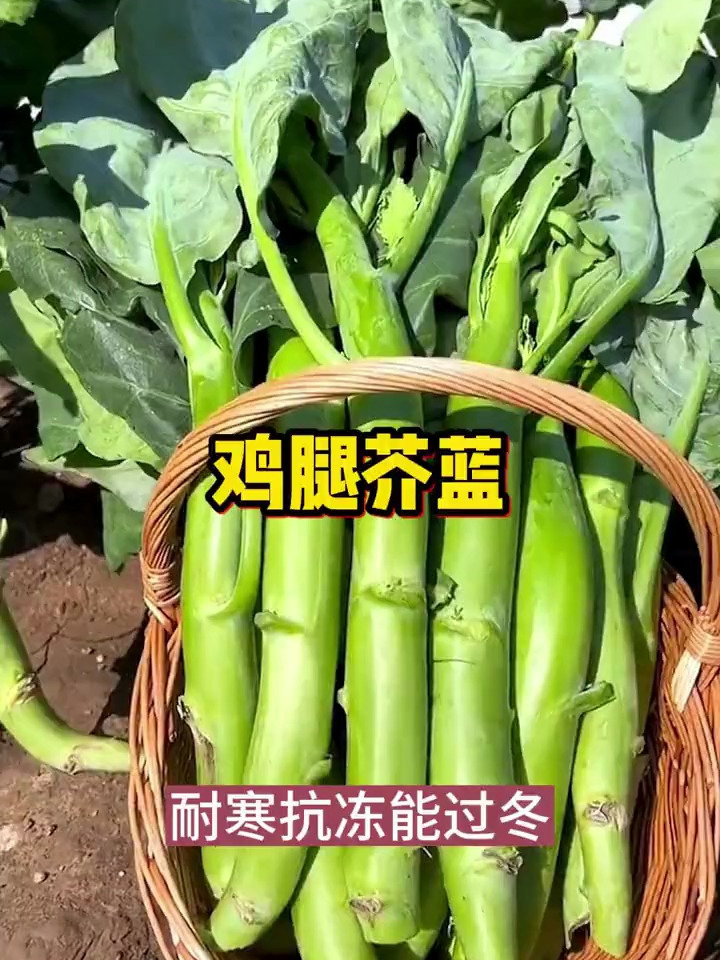 既是盆栽也是蔬菜,家里种几棵,一年不用买钙片