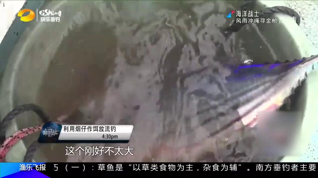 钓手们改用铁板作钓,拿烟仔鱼作饵,却还是没能够避开鬼头刀群