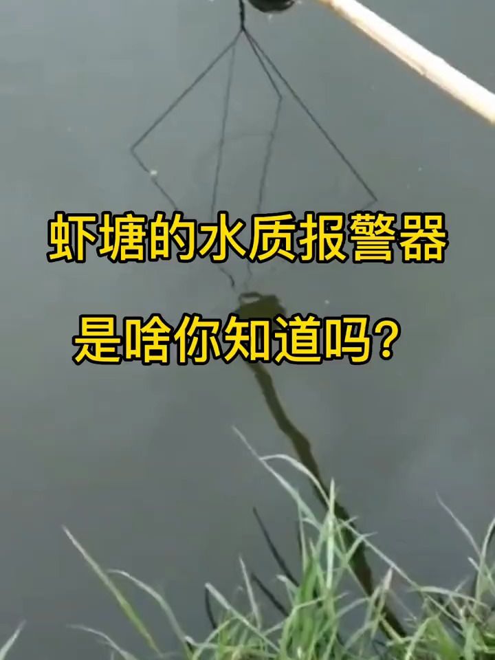 虾塘报警器是啥你知道吗?水产养殖 水产人 对虾养殖 鱼虾蟹养殖