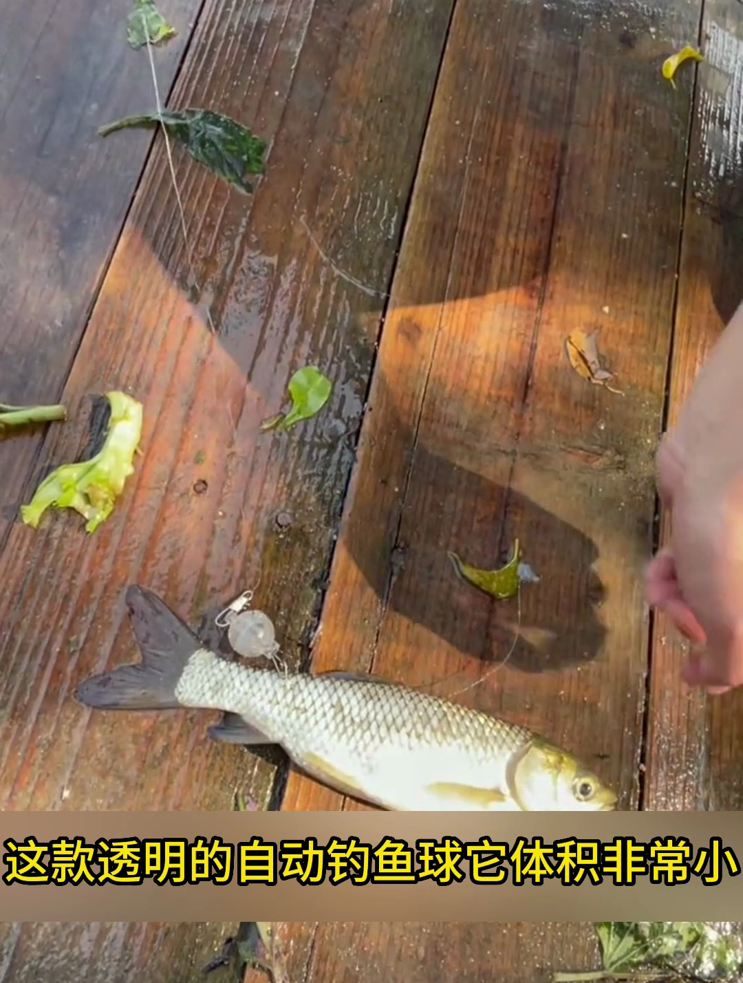 钓友推荐的这款自动钓鱼钩,自从有了它,新手钓鱼有福啦!