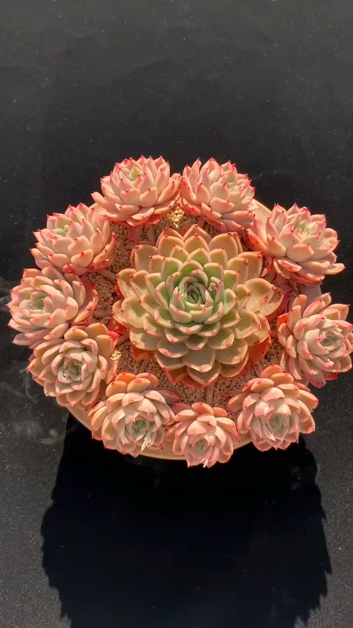 爱丽丝手捧花群,精品多肉