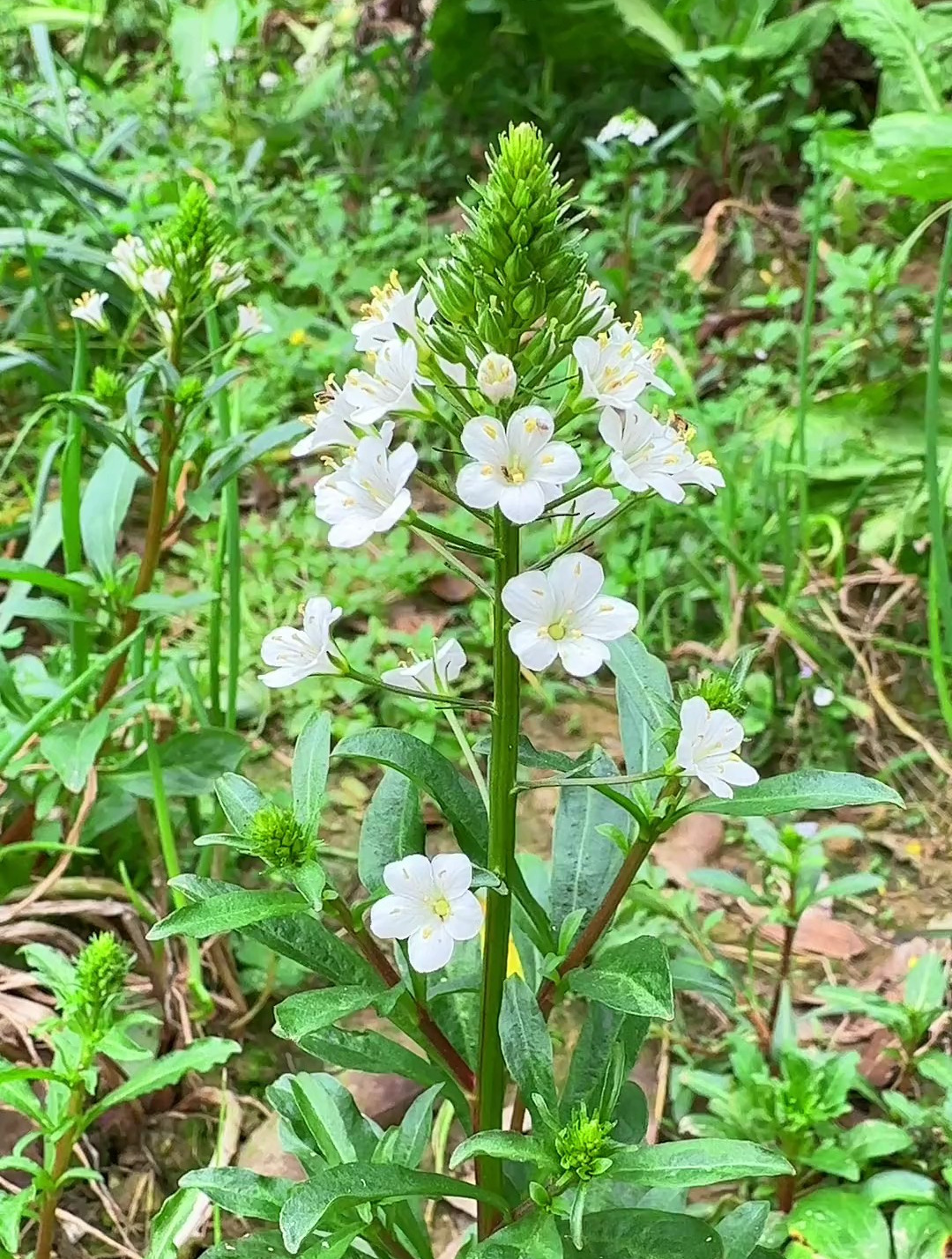 农村常见的十八种中草植物,遇见了不妨留意一下