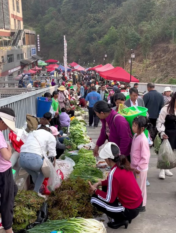 又到云南吃野菜的季节了,这其中你吃过几种呢?