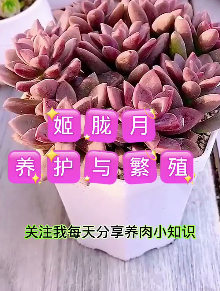 多肉植物养护小常识,姬胧月的养护与繁殖