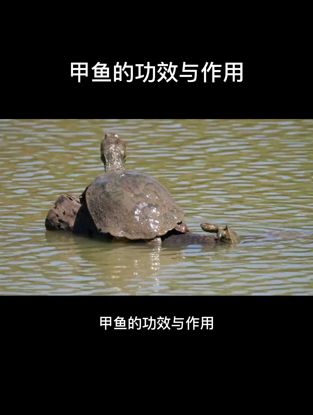 食疗:甲鱼的功效与作用,很多居然不知道!