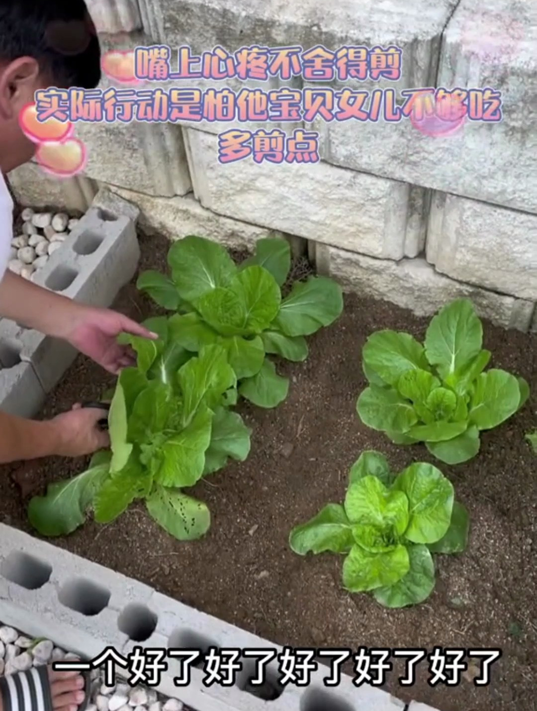 今天成功尝到了爸爸种的白菜,妈妈做成功了超级好吃的大饭包啦!