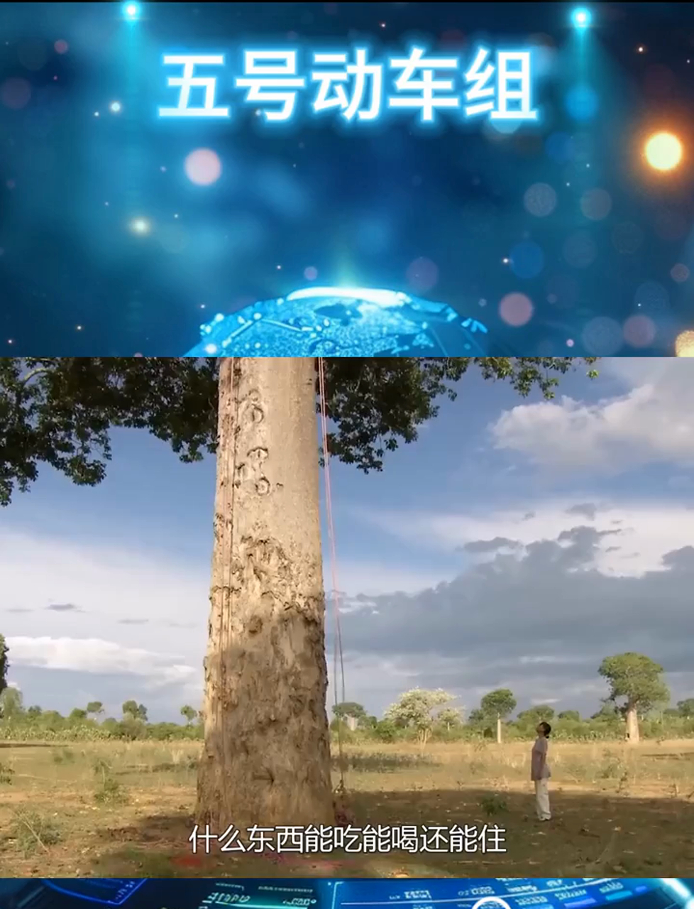 神奇的猴面包树,能吃能喝又能住,寿命更是长达5000年