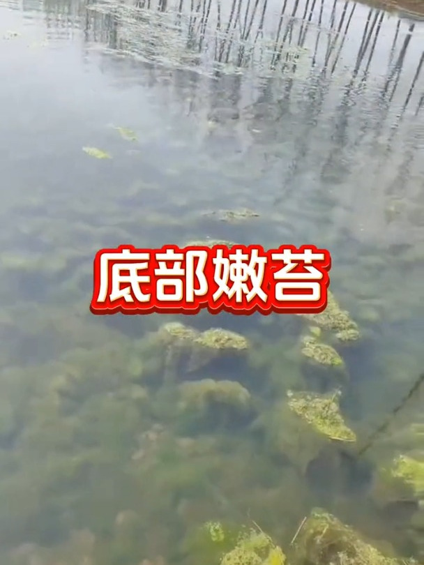 直接扔的处理青苔的方法你知道吗青苔鱼耀青苔消鱼虾蟹养殖小龙虾