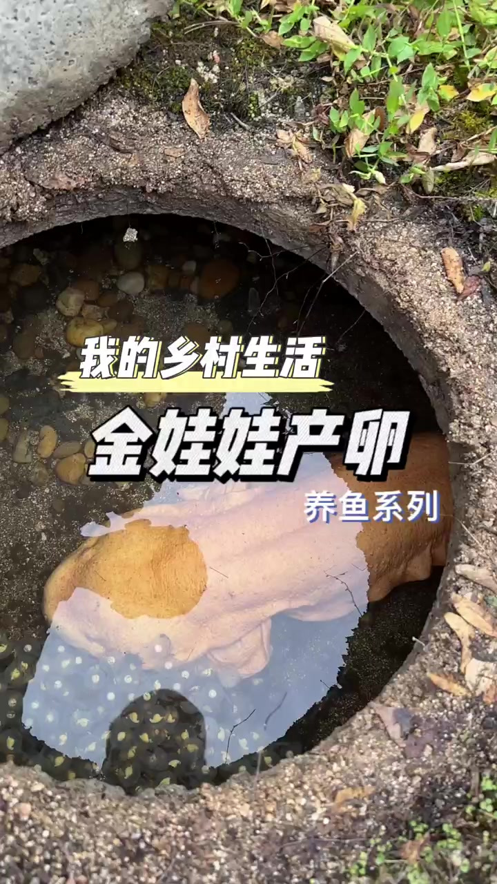 又一窝金色娃娃鱼发芽了喽