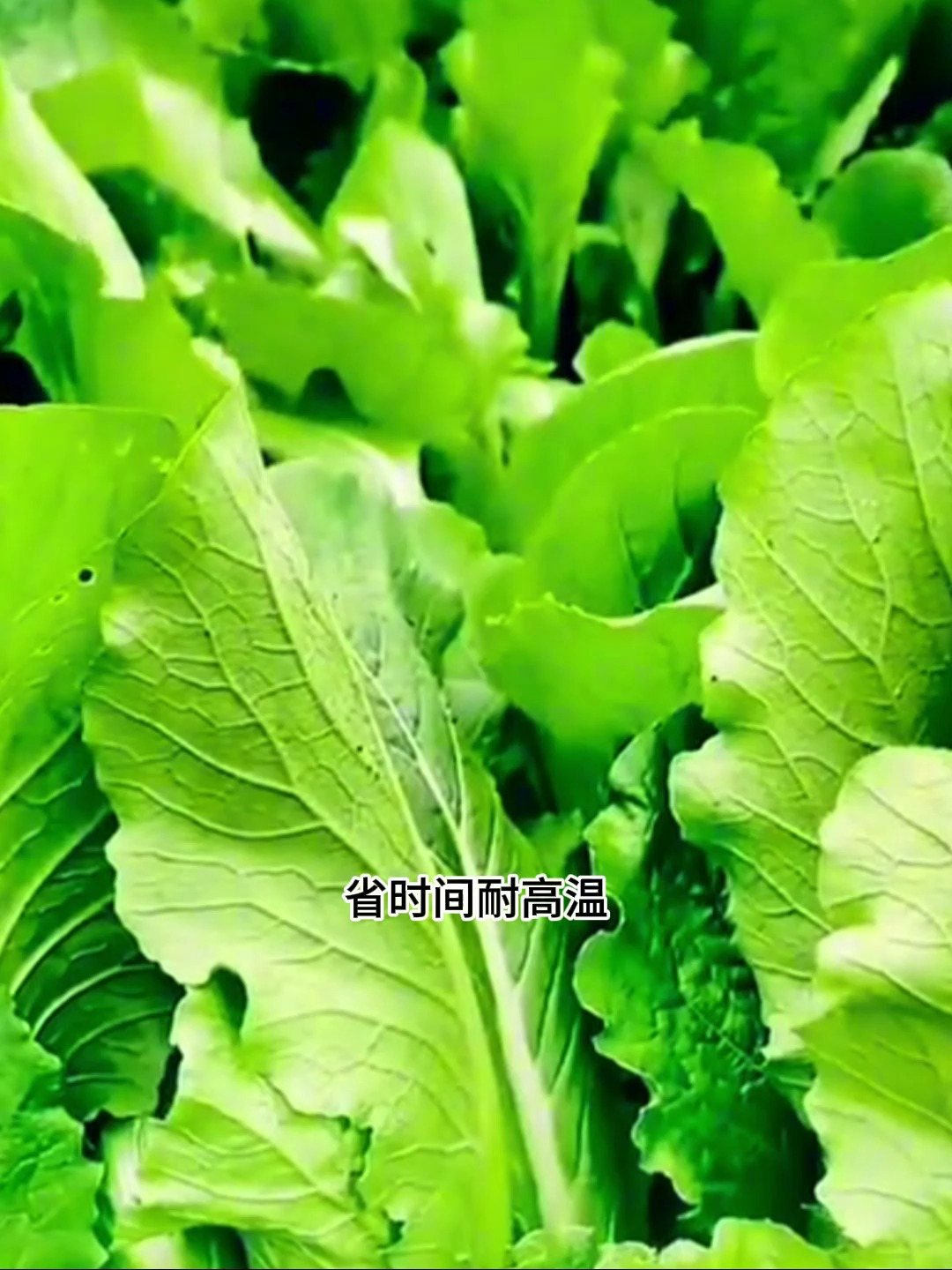 新品种耐热速生青梗菜,又名小松菜,炒肉鲜香脆爽,实在太好吃了
