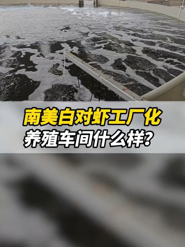 养殖南美白对虾的工厂化循环水车间长什么样?