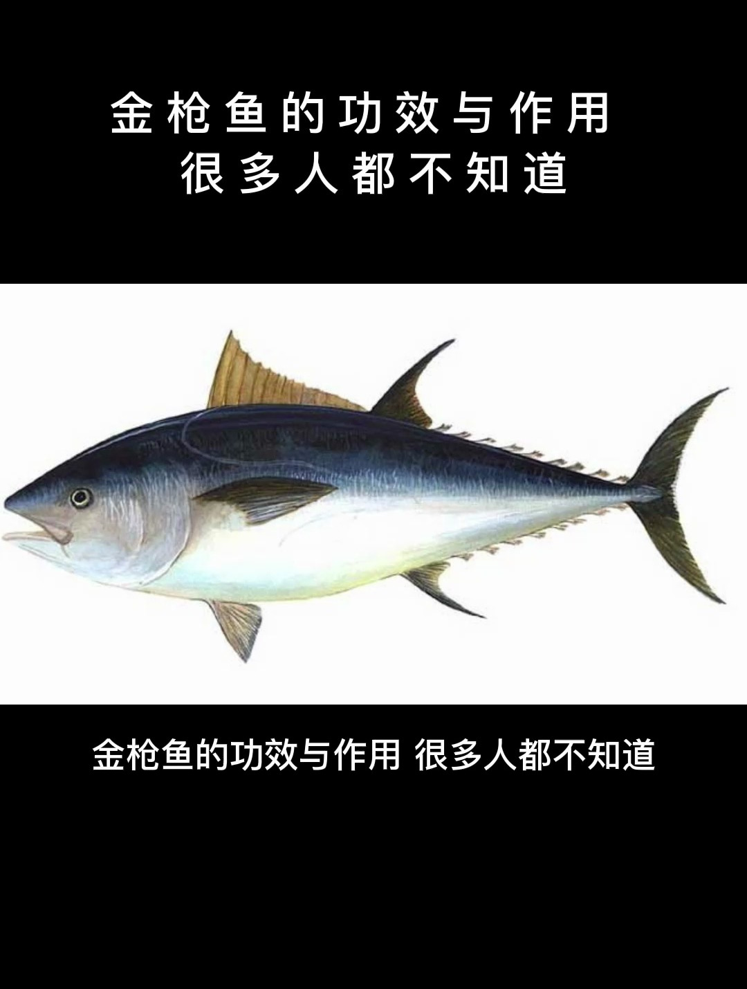 食疗:金枪鱼的功效与作用,很多人都不知道