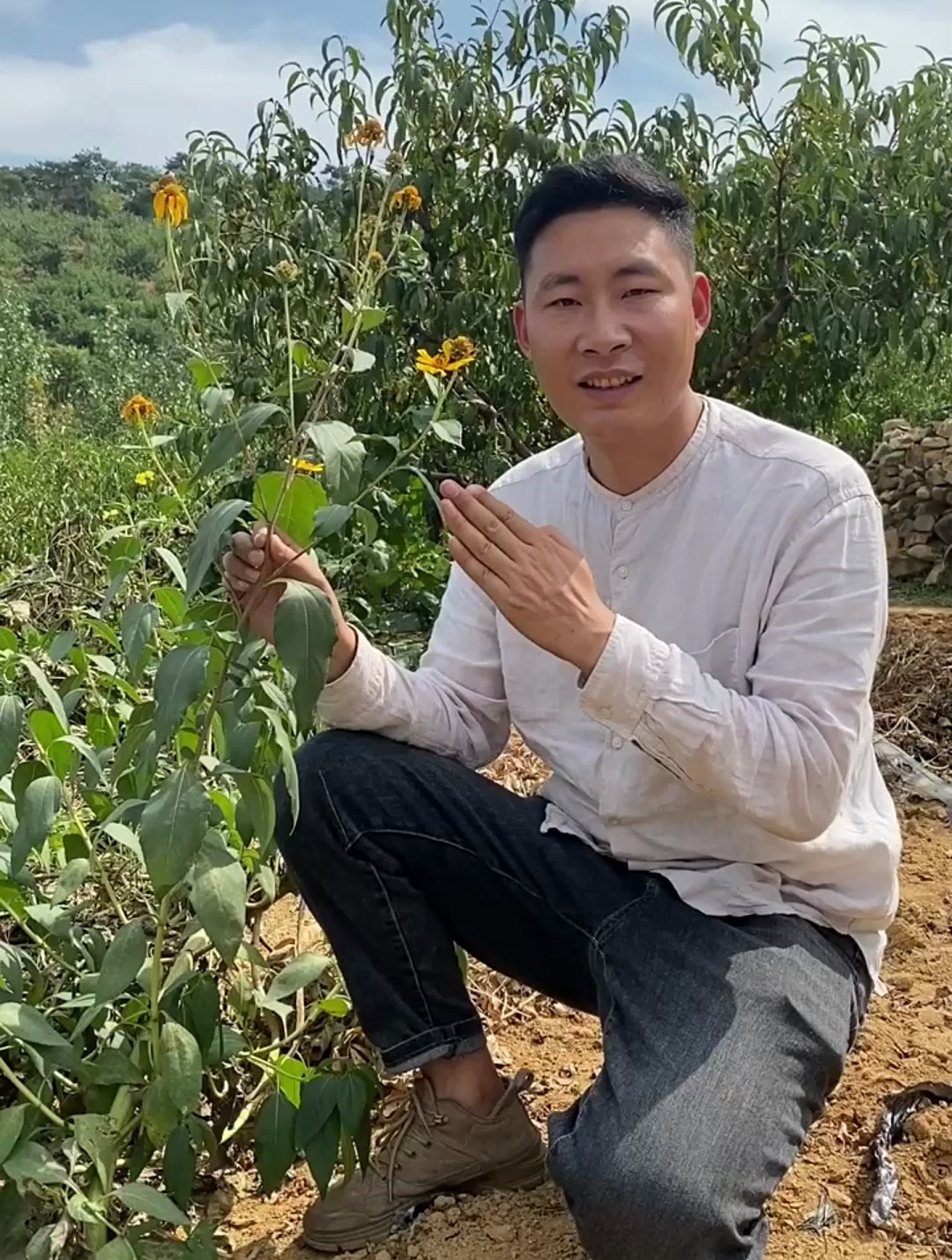 菊芋,大家有没有吃过它呢?又是怎么去吃的呢?一起来说说吧