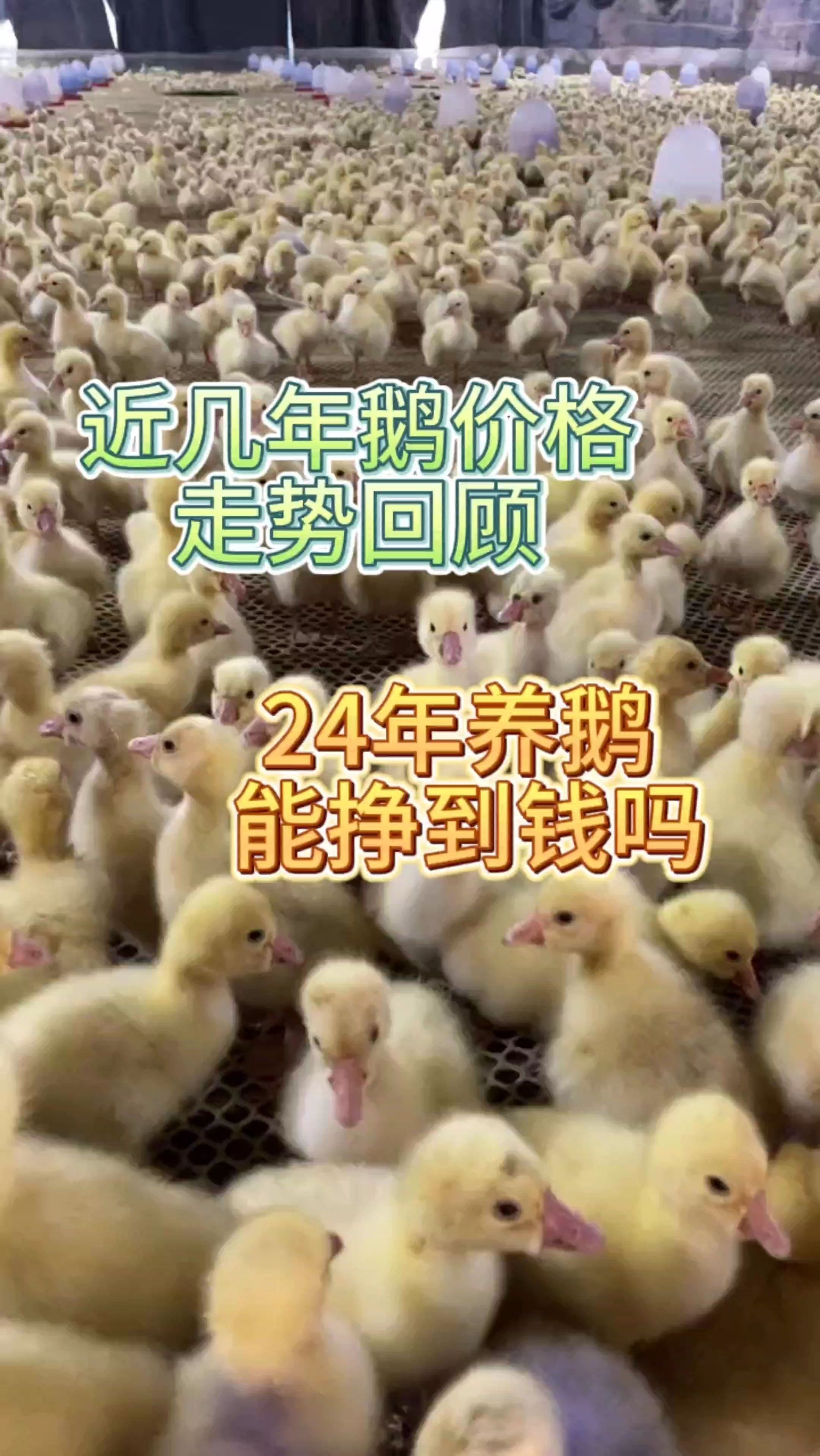 近几年鹅价格走势回顾  24年养鹅能挣到钱吗 鹅价最新行情