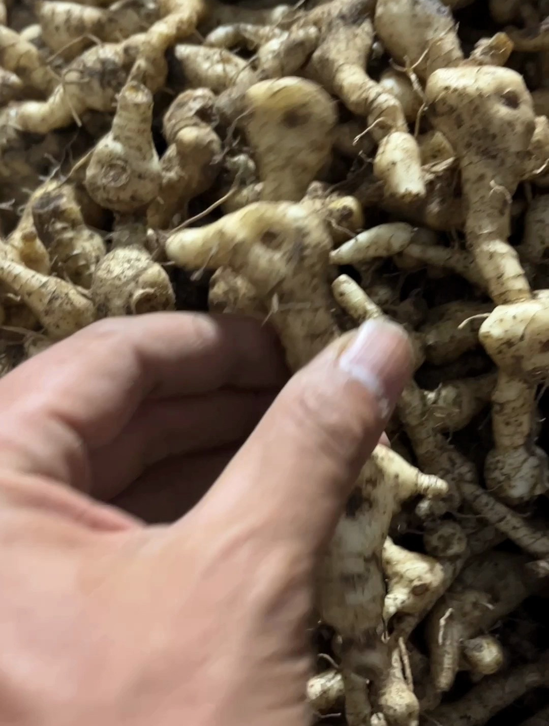 鸡头黄精,长得真奇怪