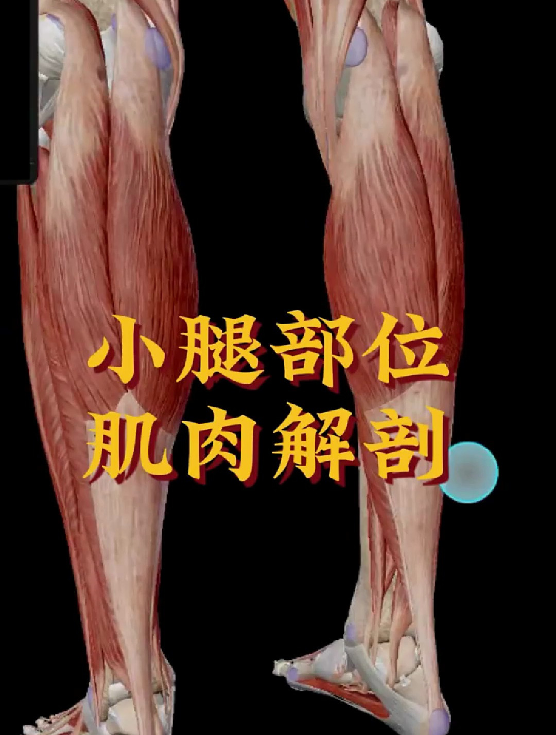 认识小腿部位,肌肉解剖