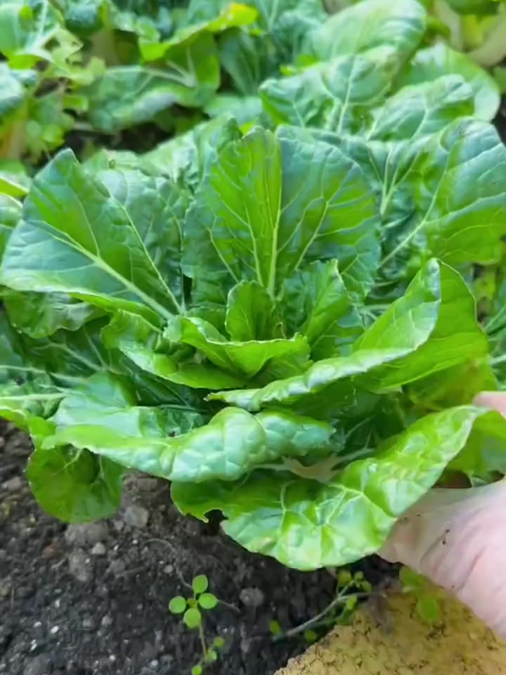 黑叶矮脚奶白菜,好吃又好种,一月左右就能采收