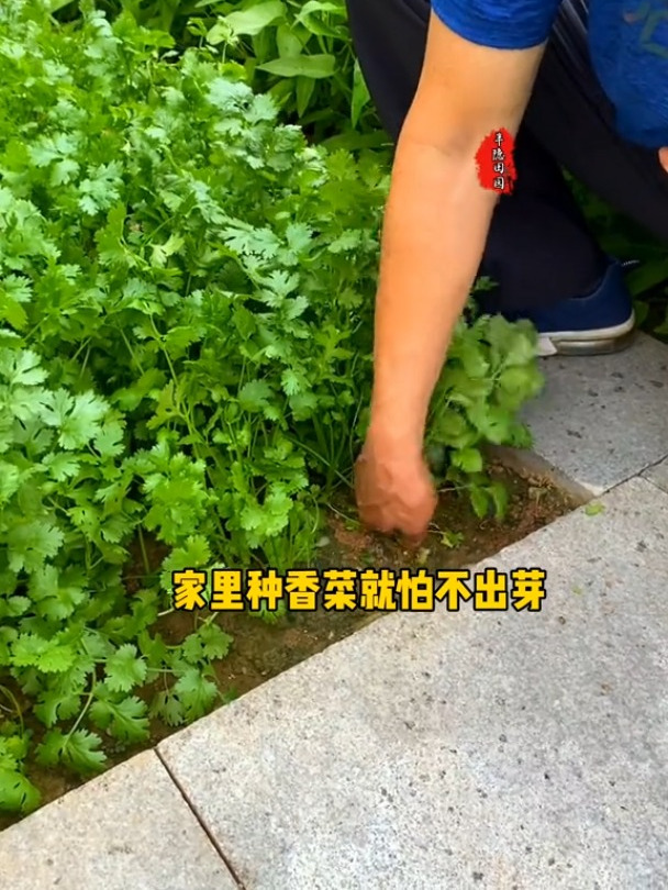 这样种香菜,出芽齐,出芽快,长得好