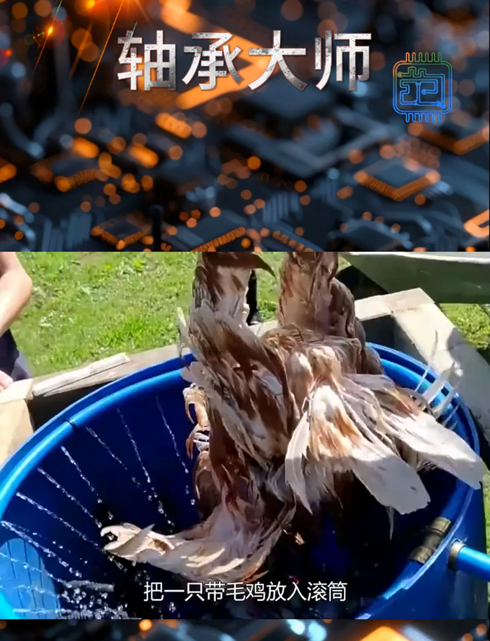 羽毛告别者:鸡的快速脱毛神器