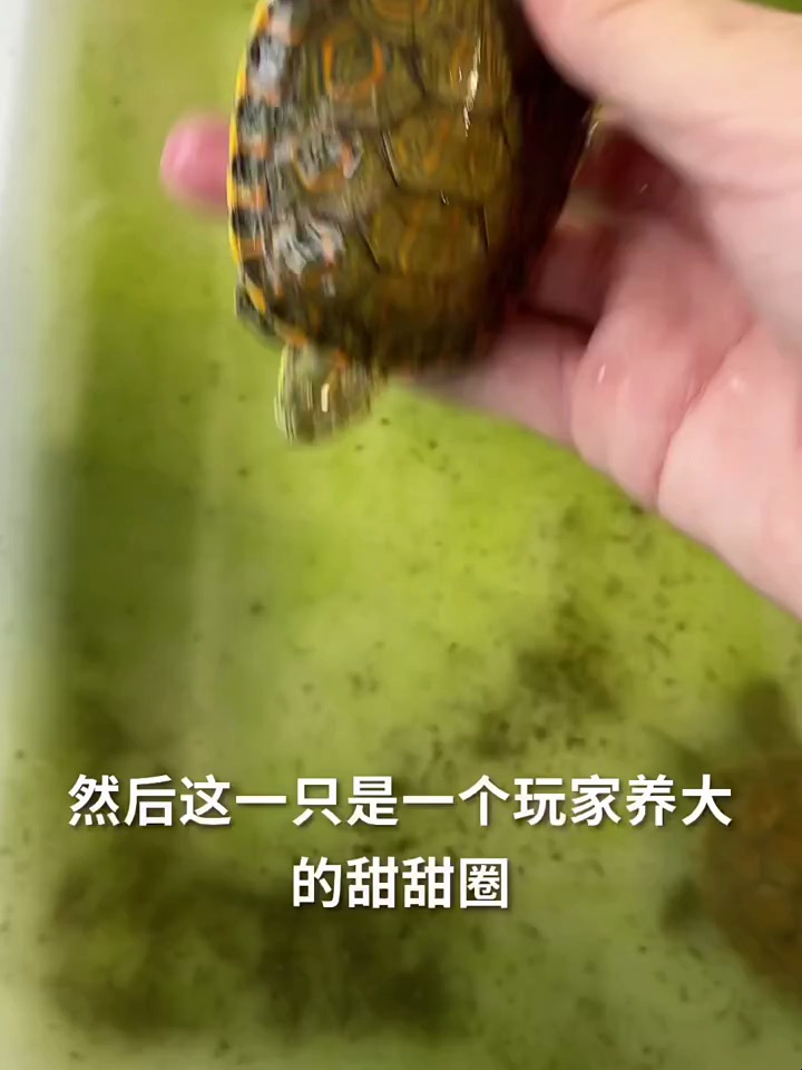 非常好看,非常奇特的一款水龟 记录乌龟每一天