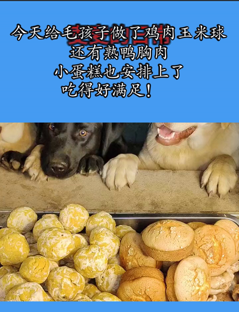 今天给毛孩子做了鸡肉玉米球,还有熟鸭胸肉,小蛋糕也安排上了,吃得好满足!