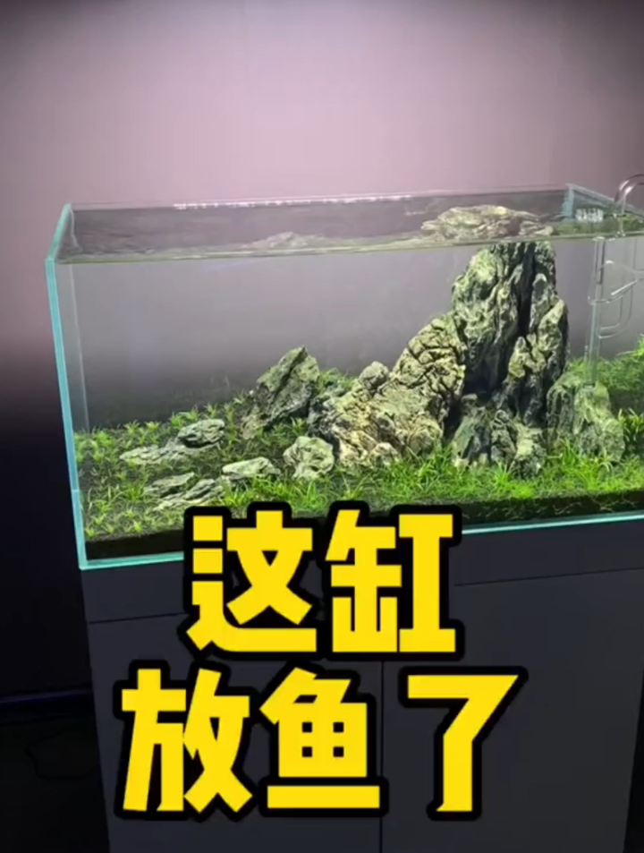 鱼缸缺什么?这缸放鱼了,这鱼有养过的么,不待见养养就熟了~