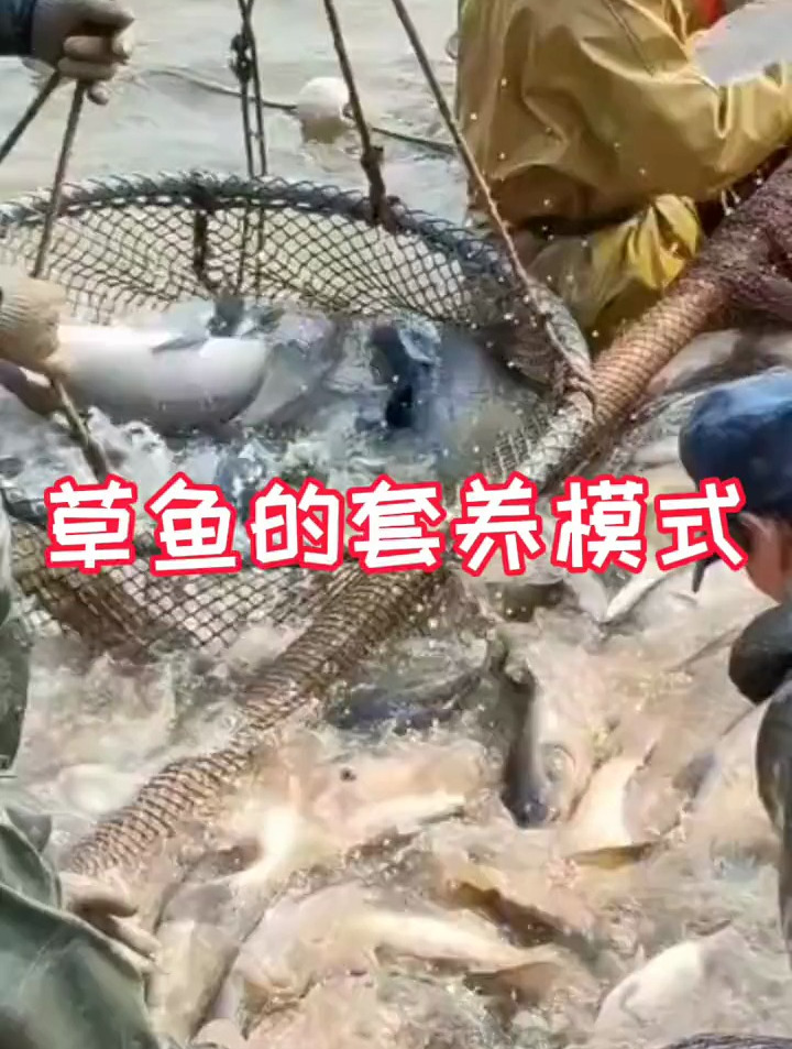 草鱼的套养模式,分享水产养殖技术 水产人
